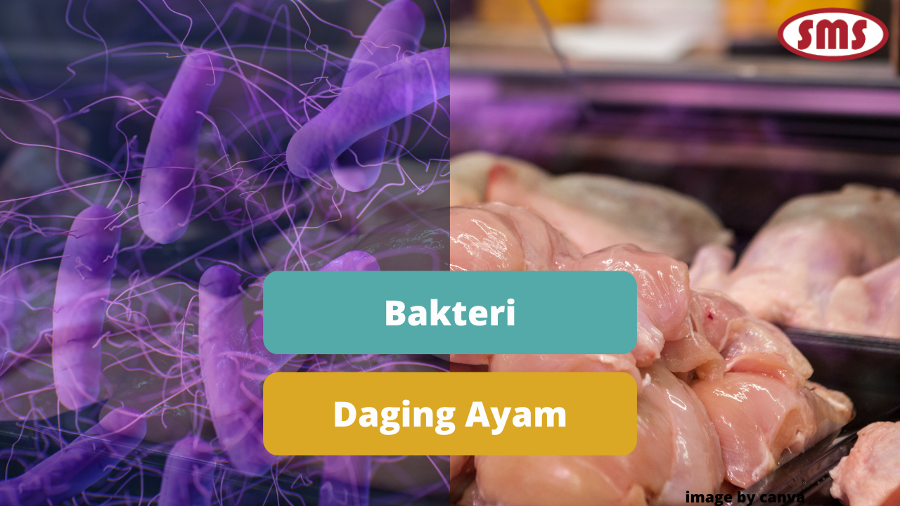 Ketahui Bahaya Bakteri Yang Dapat Mencemari Daging Ayam